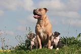 AMSTAFF  ADULT & PUPPIES 082